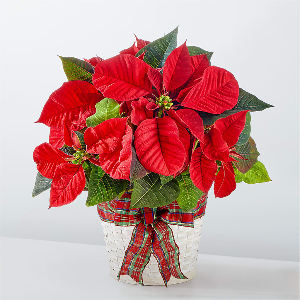 Happiest Holidays Poinsettia – The Flower Company, Kamloops BC