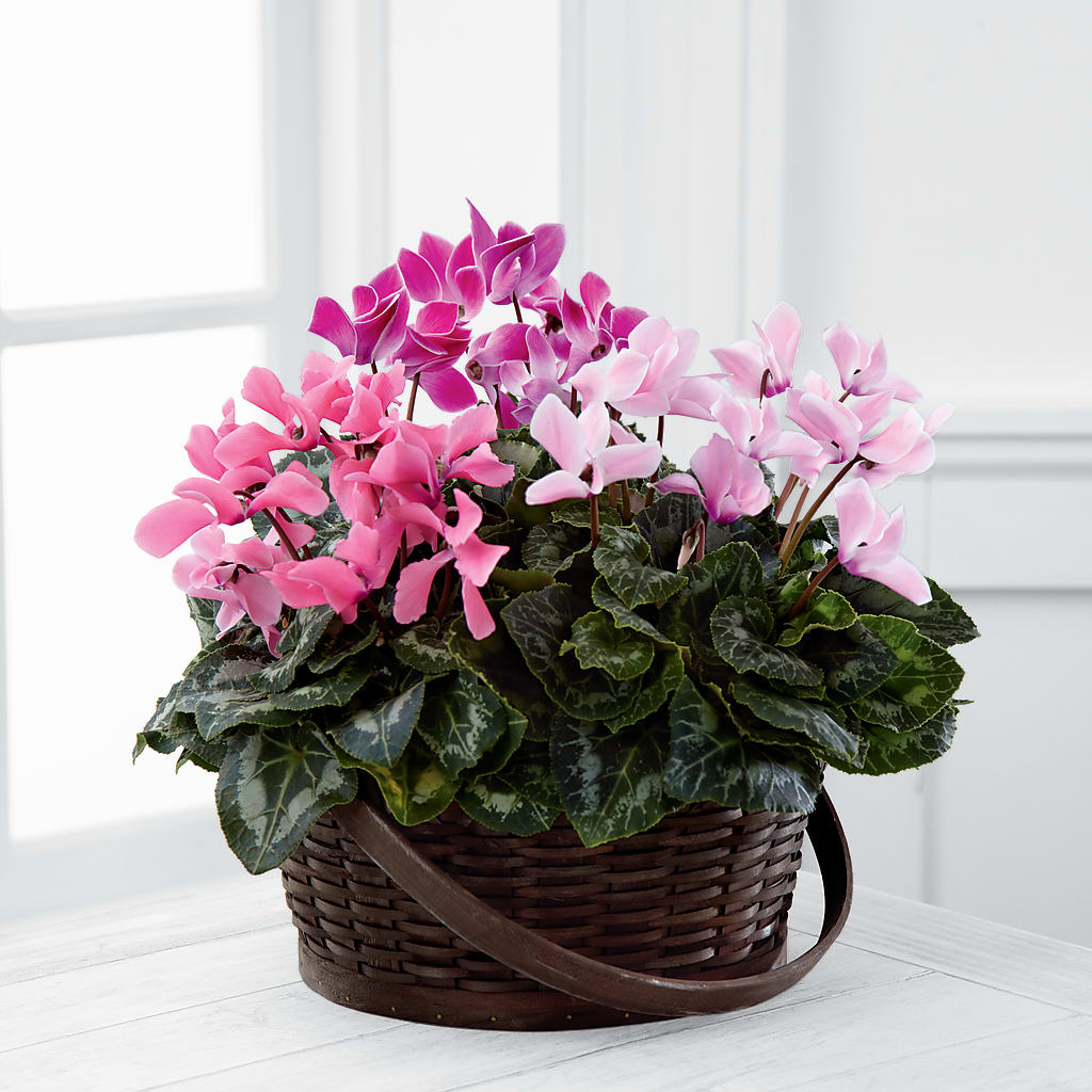 Mixed Cyclamen Planter – The Flower Company, Kamloops BC