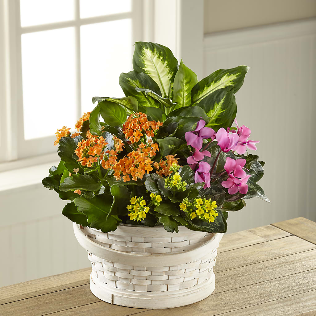 Color Crush Dishgarden – The Flower Company, Kamloops BC