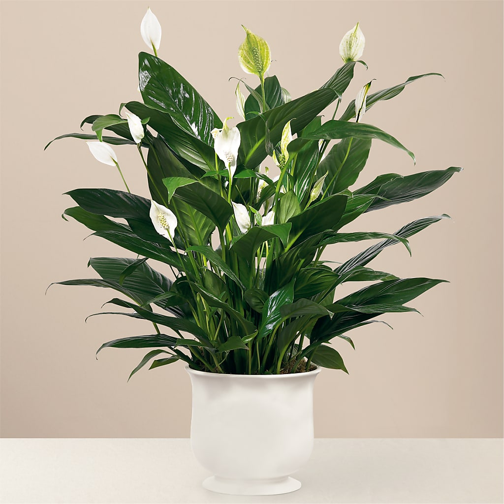 Comfort Planter – The Flower Company, Kamloops BC