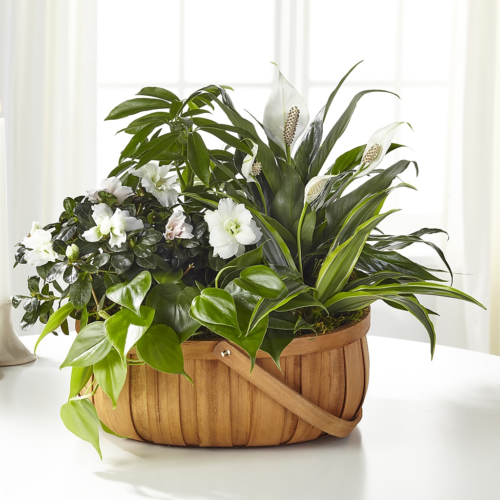 Serene Dishgarden – The Flower Company, Kamloops BC