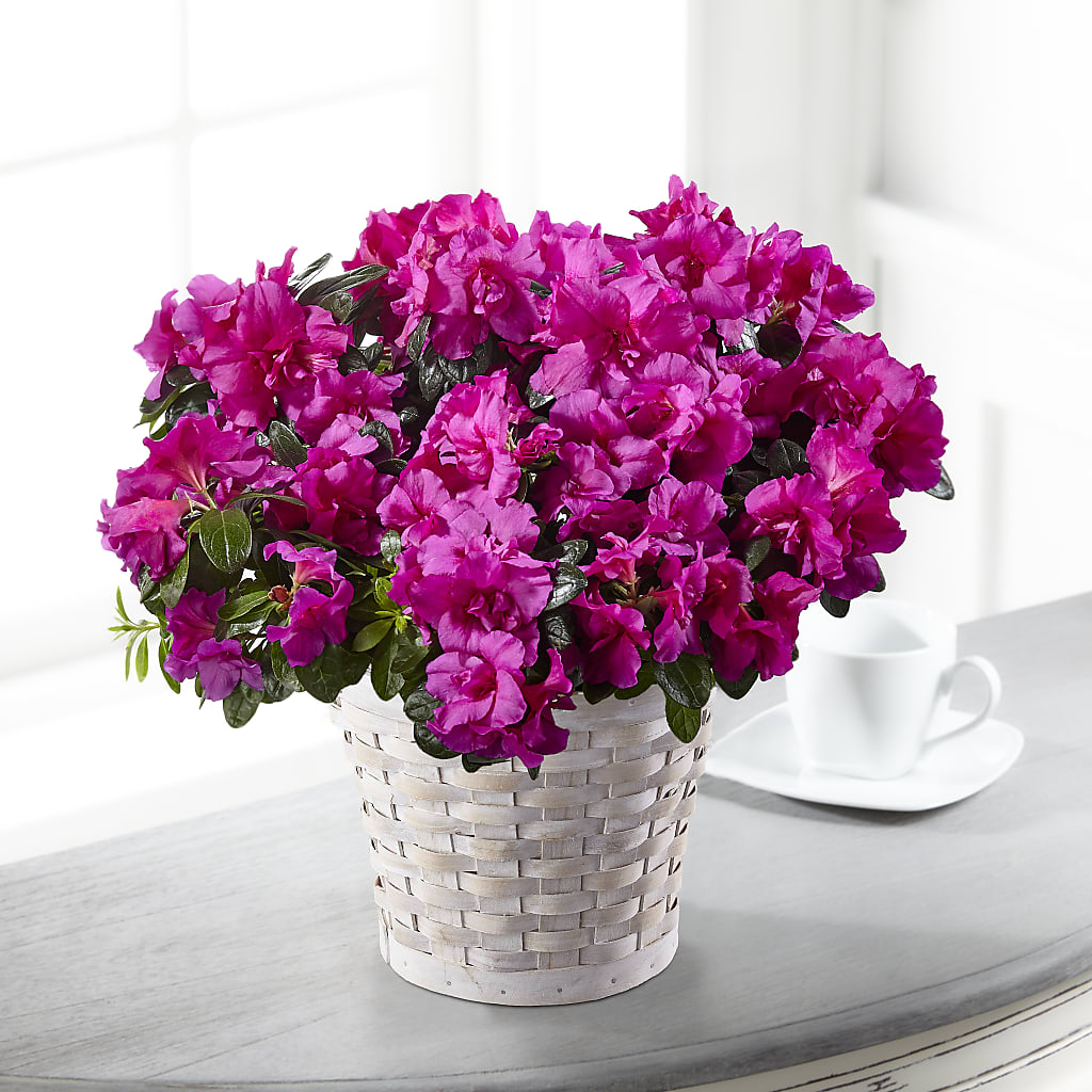 Hope & Serenity Azalea Plant – The Flower Company, Kamloops BC