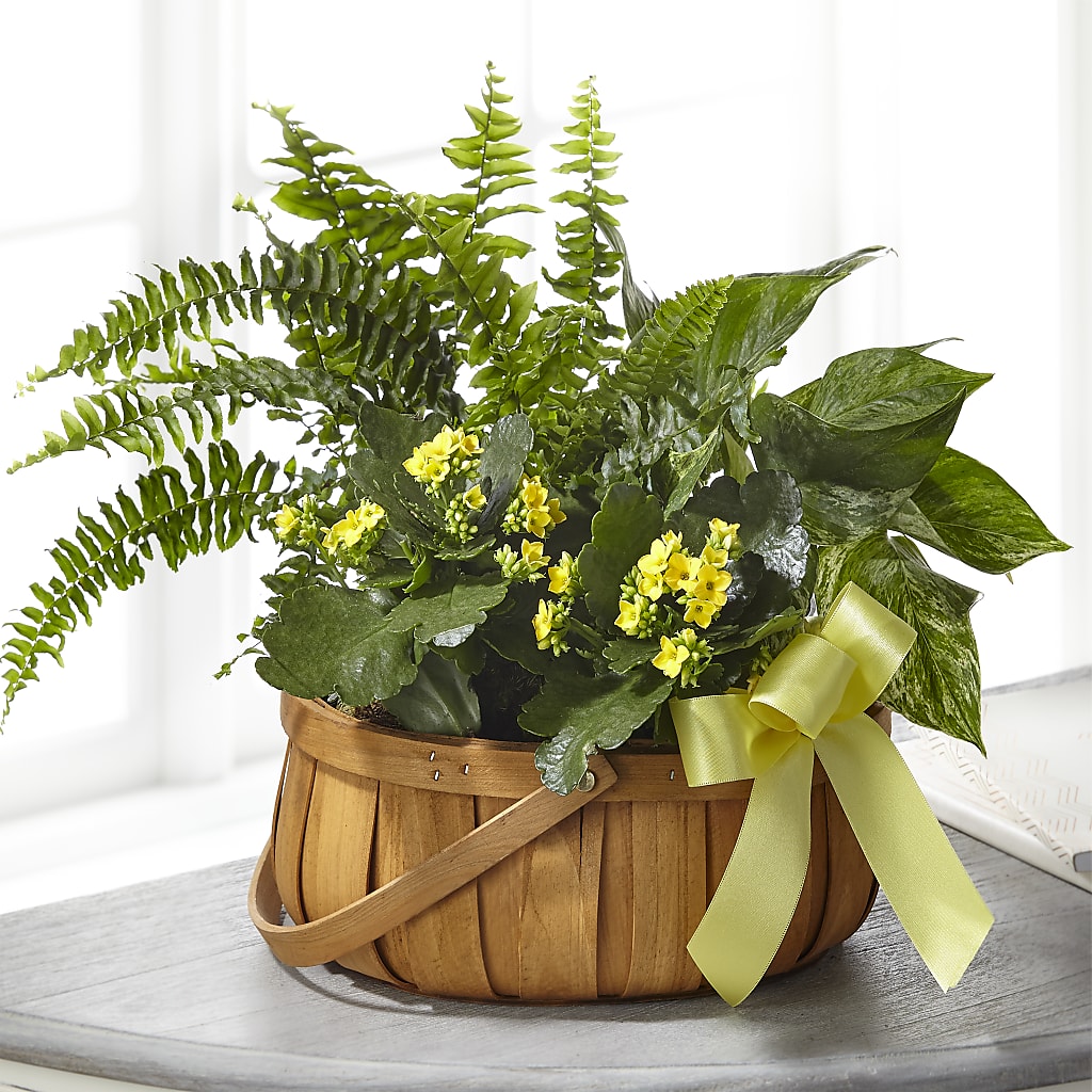 Always Dear Dishgarden – The Flower Company, Kamloops BC