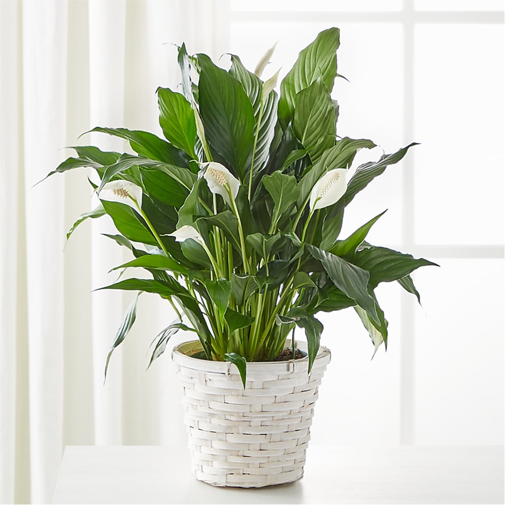 A New Leaf Peace Lily – The Flower Company, Kamloops BC