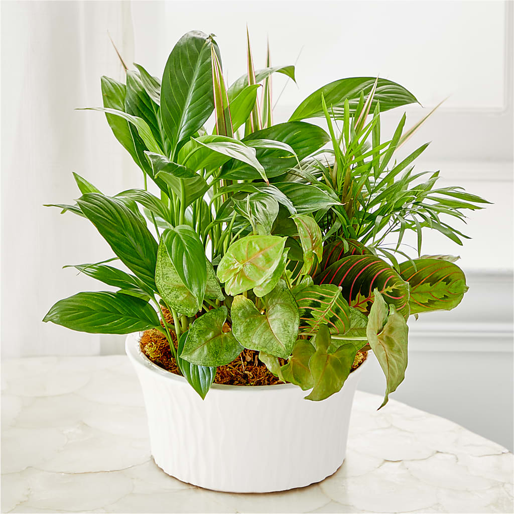 Balance & Harmony Dishgarden – The Flower Company, Kamloops BC