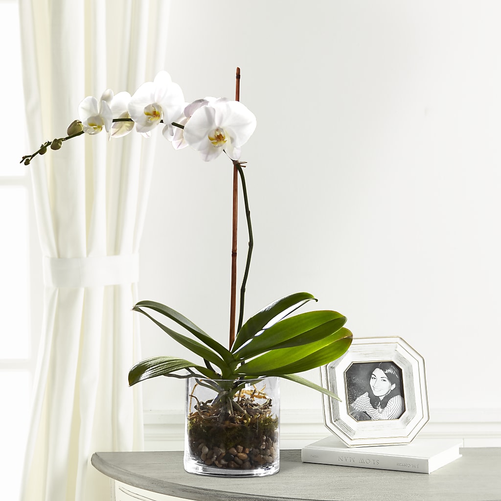 White Orchid Planter – The Flower Company, Kamloops BC