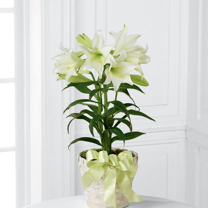 Easter Lily Plant –  The Flower Company, Kamloops BC