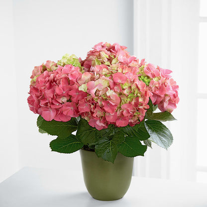 Pink Hydrangea Planter –  The Flower Company, Kamloops BC