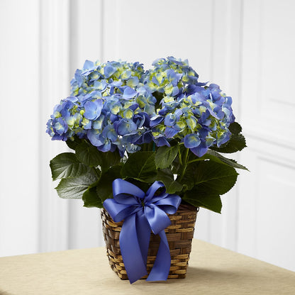Blue Hydrangea Planter –  The Flower Company, Kamloops BC