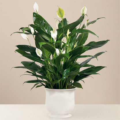 Comfort Planter –  The Flower Company, Kamloops BC