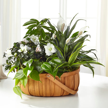 Serene Dishgarden –  The Flower Company, Kamloops BC