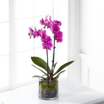 Pink Orchid Plant –  The Flower Company, Kamloops BC
