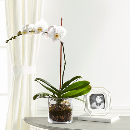 White Orchid Planter –  The Flower Company, Kamloops BC